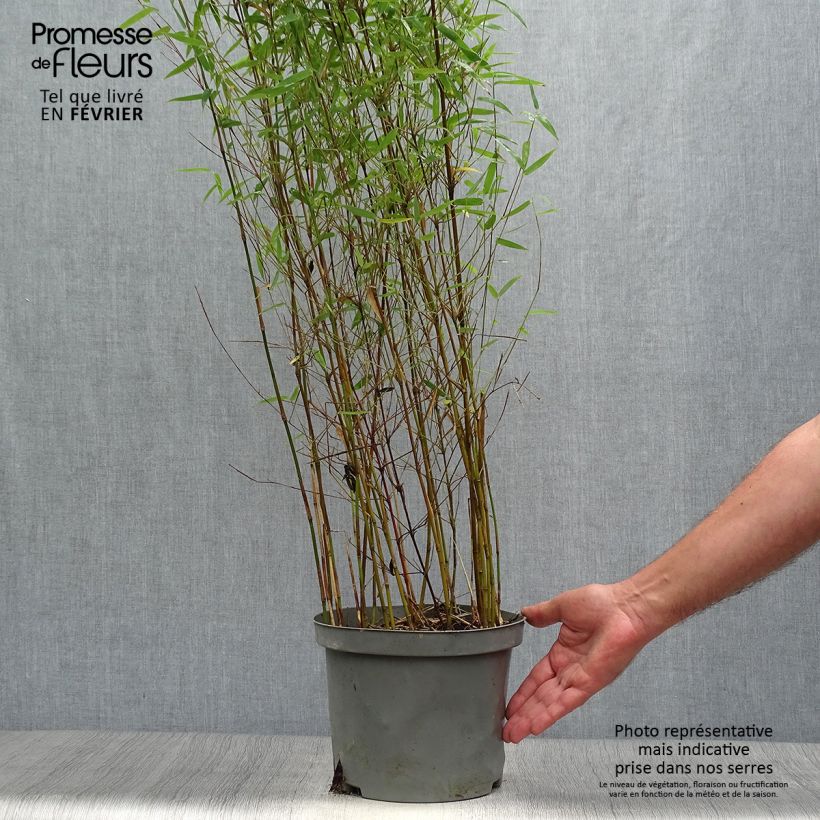 Exemplaar van Fargesia nitida Red Dragon - Niet-woekerende bamboe Pot van 4 l/5 l zoals geleverd in de herfst