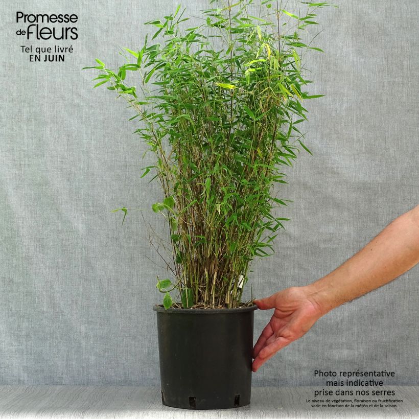 Exemplaar van Fargesia nitida Red Dragon - Niet-woekerende bamboe Pot van 4 l/5 l zoals geleverd in de zomer