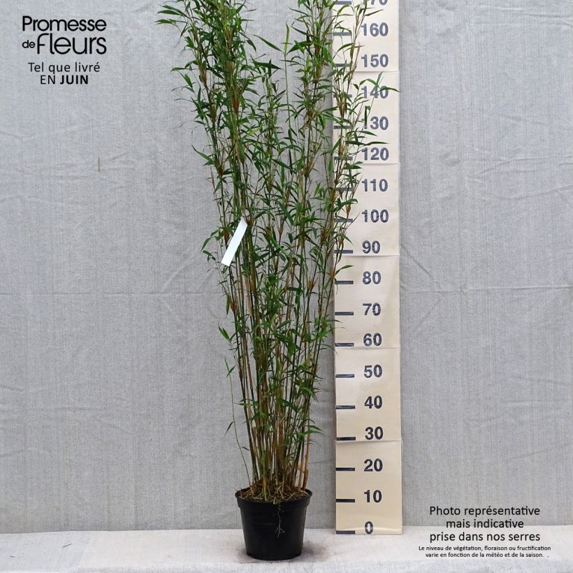 Exemplaar van Fargesia papyrifera Blue Dragon - Blauwe bamboe Pot van 4 l/5 l zoals geleverd in de zomer