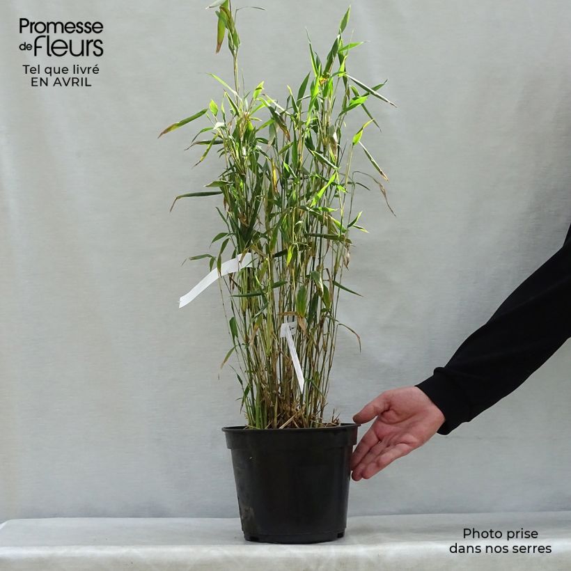 Example of Fargesia papyrifera Blue Dragon - Blauwe bamboe Pot van 4 l/5 l as you get in printemps