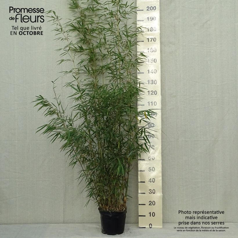 Exemplaar van Fargesia robusta - Niet-woekerende bamboe Pot van 4 l/5 l zoals geleverd in de herfst