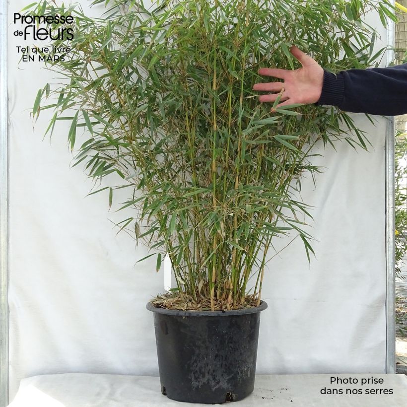 Example of Fargesia robusta - Niet-woekerende bamboe Pot van 18 l/20 l as you get in printemps