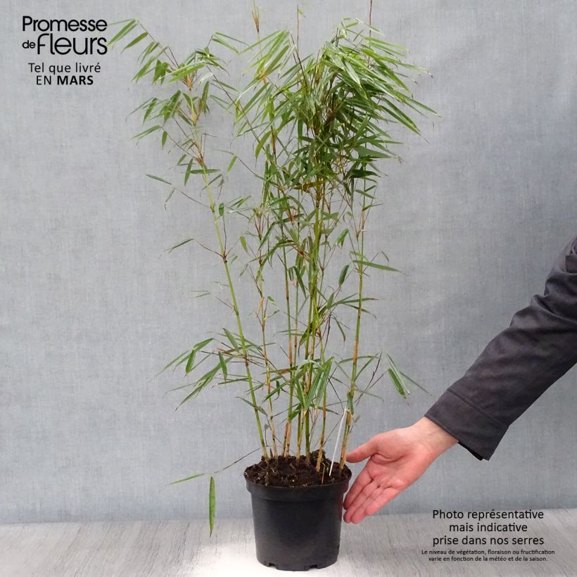 Example of Fargesia robusta - Niet-woekerende bamboe Pot van 2 l/3 l as you get in printemps