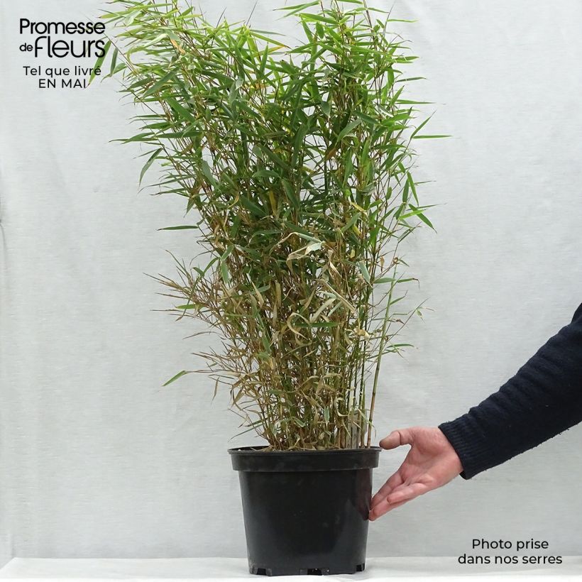 Example of Fargesia robusta - Niet-woekerende bamboe Pot van 4 l/5 l as you get in printemps