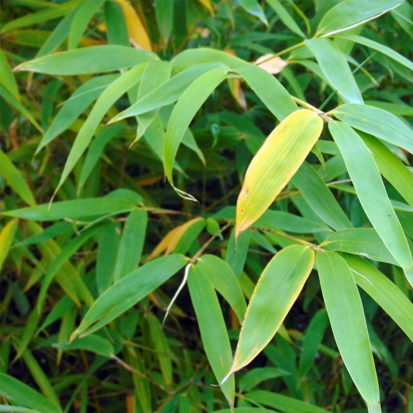 Fargesia robusta Campbell - Niet-woekerende bamboe (Foliage)