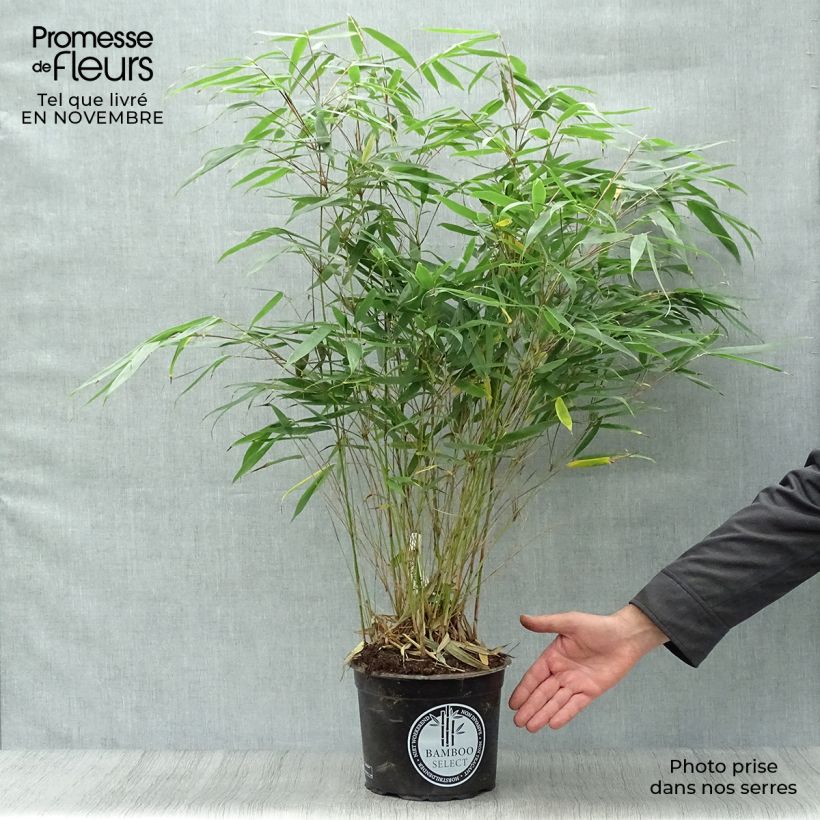 Exemplaar van Fargesia robusta Pingwu - Niet-woekerende bamboe Pot van 4 l/5 l zoals geleverd in de herfst