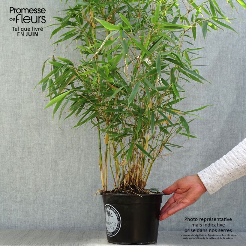 Exemplaar van Fargesia robusta Pingwu - Niet-woekerende bamboe Pot van 4 l/5 l zoals geleverd in de zomer
