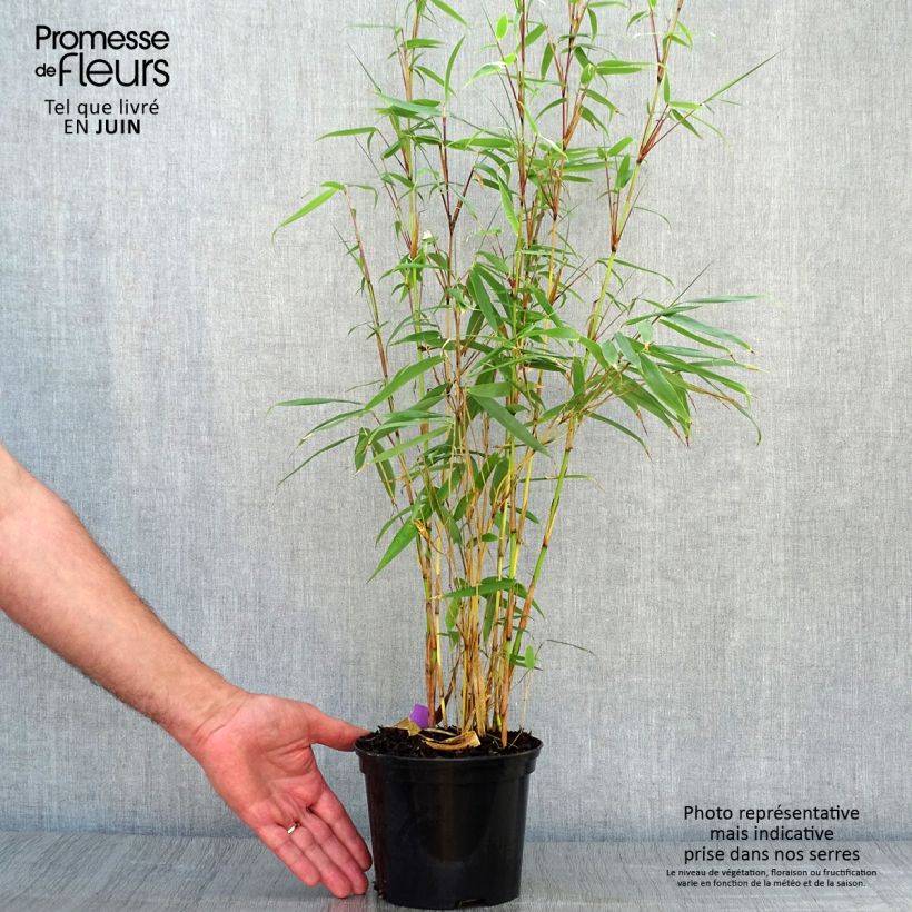 Exemplaar van Fargesia robusta Pingwu - Niet-woekerende bamboe Pot van 2 l/3 l zoals geleverd in de zomer