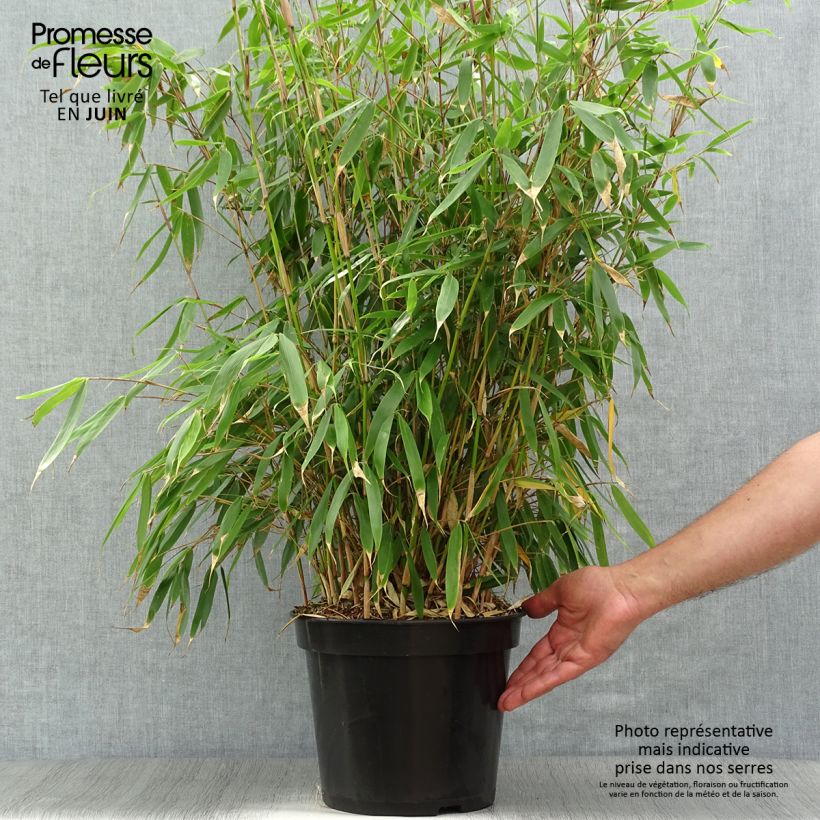 Exemplaar van Fargesia robusta Pingwu - Niet-woekerende bamboe Pot van 7,5 l/10 l zoals geleverd in de zomer