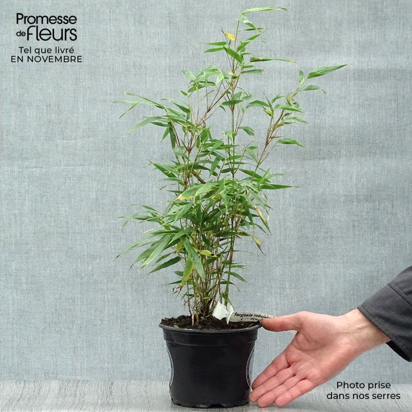 Exemplaar van Fargesia robusta Wenchuan - Niet-woekerende bamboe Pot van 2 l/3 l zoals geleverd in de herfst