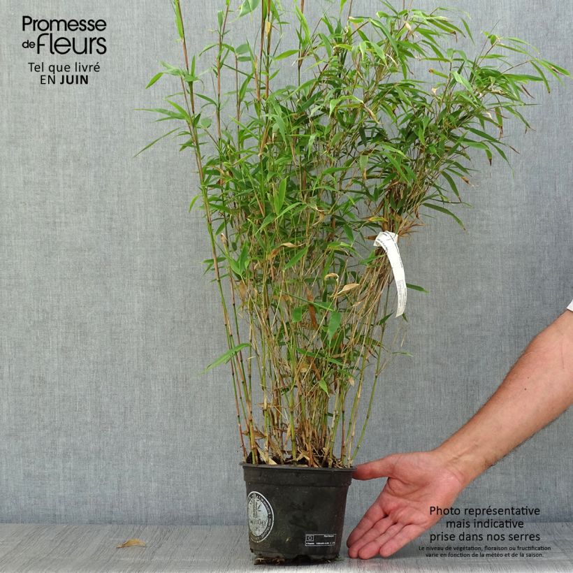 Exemplaar van Fargesia robusta Wenchuan - Niet-woekerende bamboe Pot van 2 l/3 l zoals geleverd in de zomer