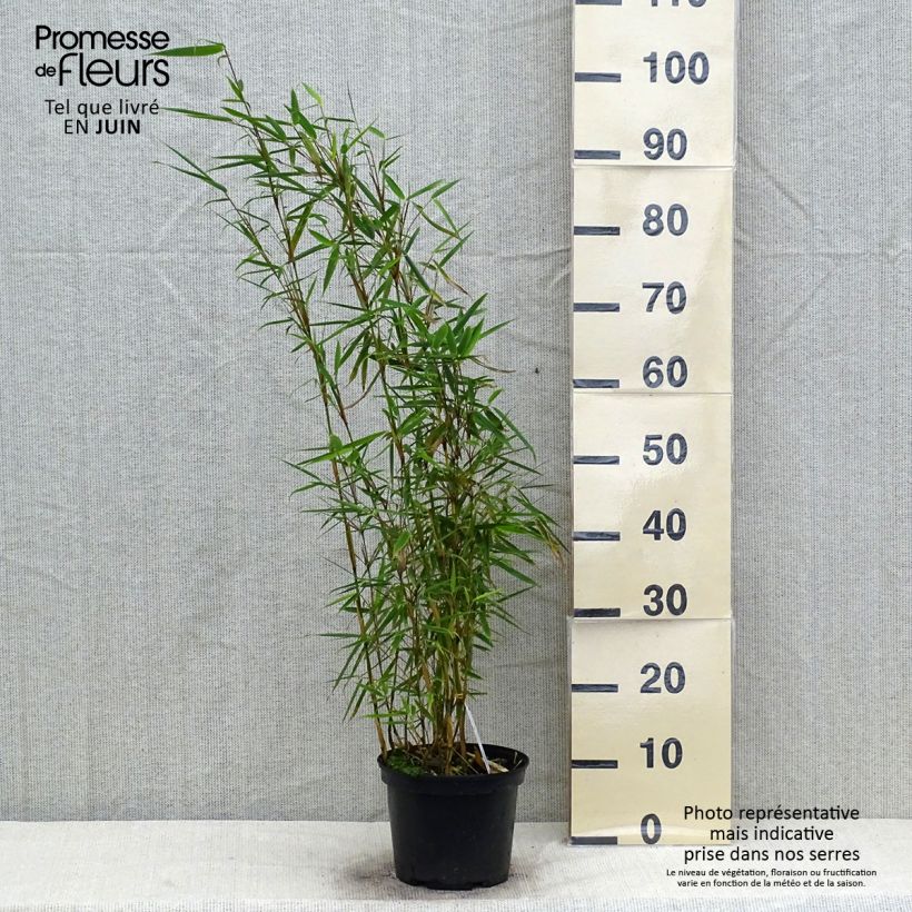 Exemplaar van Fargesia robusta - Niet-woekerende bamboe Pot van 4 l/5 l zoals geleverd in de zomer