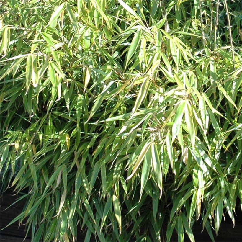 Fargesia rufa - Bamboe (Foliage)