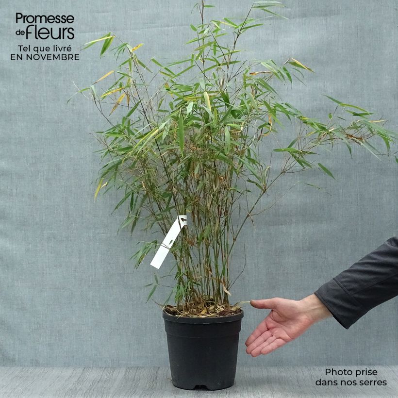 Exemplaar van Fargesia scabrida Asian Wonder - Bamboe non-woekerend Pot van 4 l/5 l zoals geleverd in de herfst