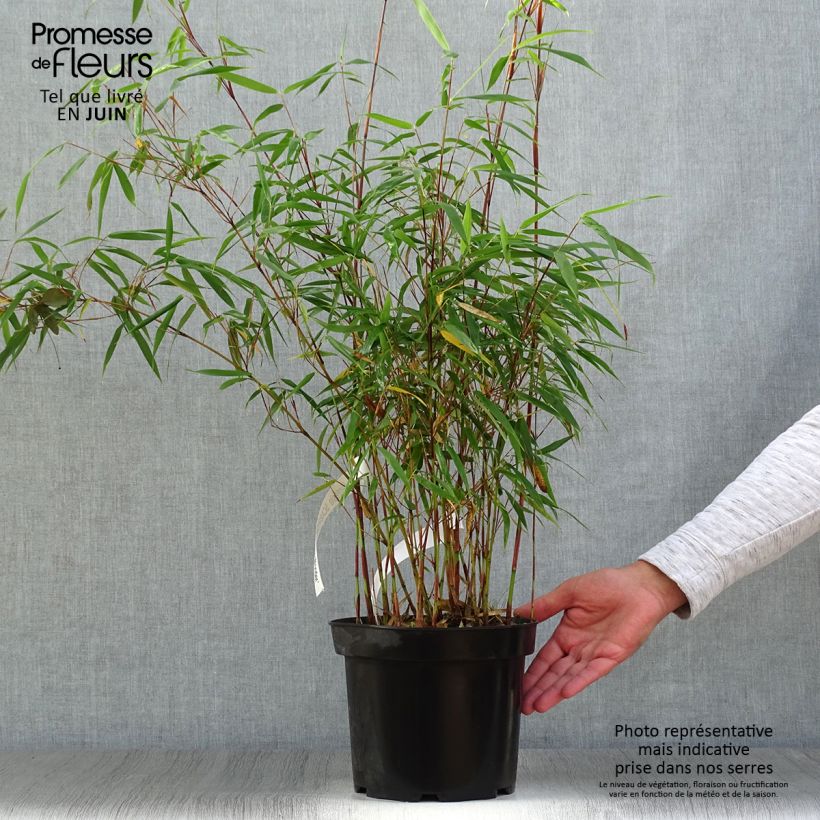 Exemplaar van Fargesia scabrida Asian Wonder - Bamboe non-woekerend Pot van 4 l/5 l zoals geleverd in de zomer