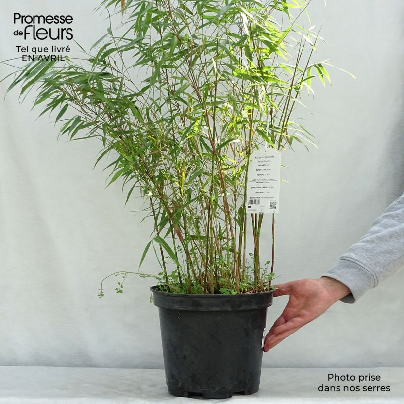 Exemplaar van Fargesia scabrida Asian Wonder - Bamboe non-woekerend Pot van 6 l/7 l zoals geleverd in de lente
