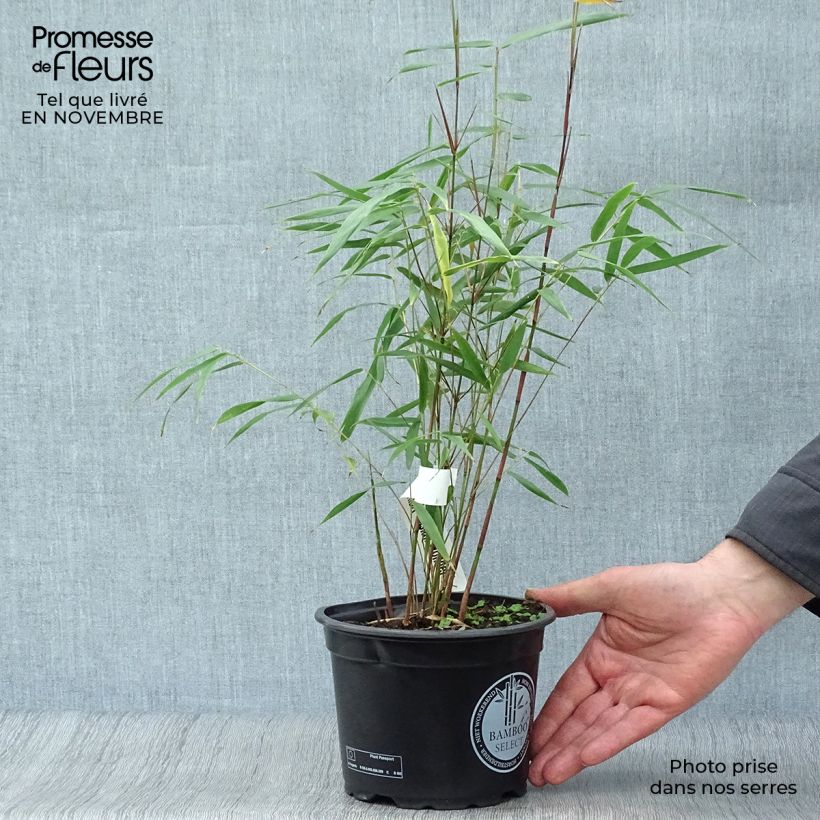 Exemplaar van Fargesia scabrida Asian Wonder - Bamboe non-woekerend Pot van 2 l/3 l zoals geleverd in de herfst