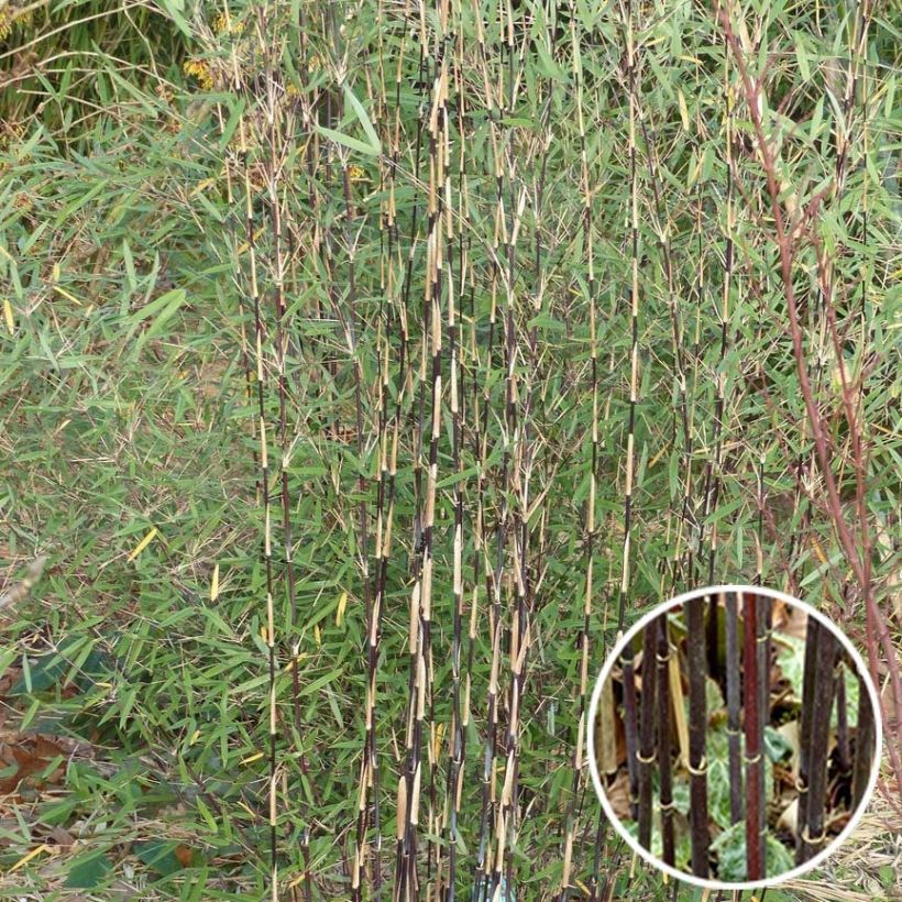 Fargesia Jiuzhaigou Deep Purple - Rode bamboe (Foliage)