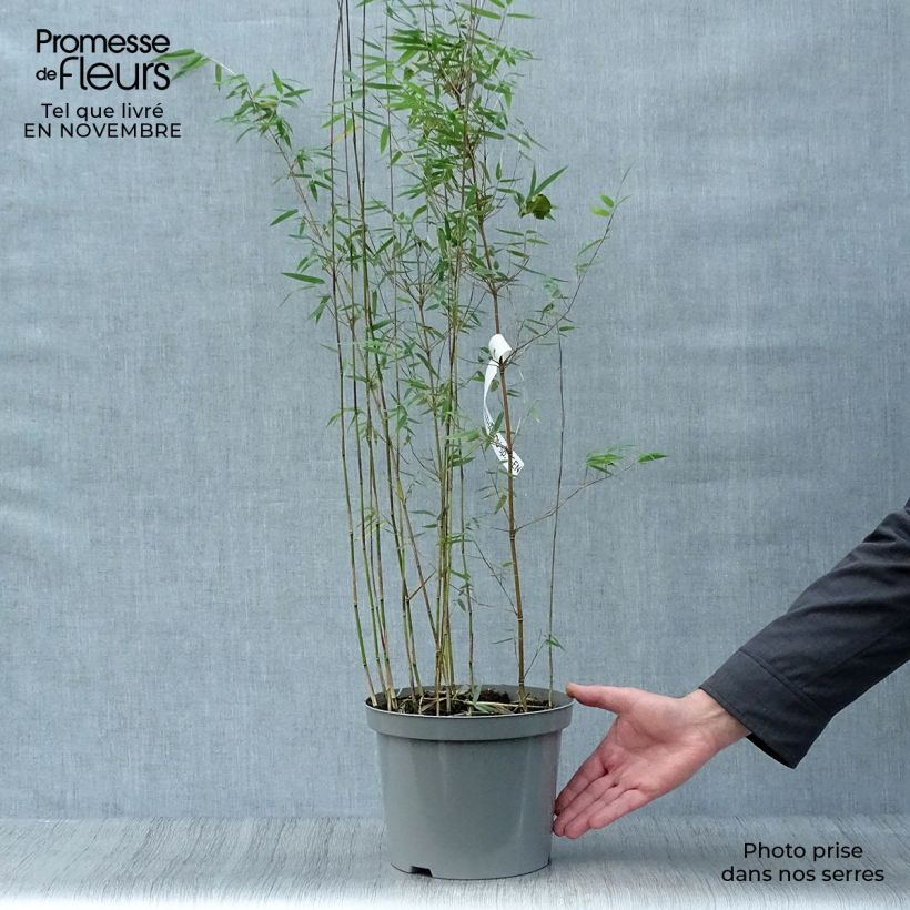 Exemplaar van Fargesia Jiuzhaigou Deep Purple - Rode bamboe Pot van 4 l/5 l zoals geleverd in de herfst