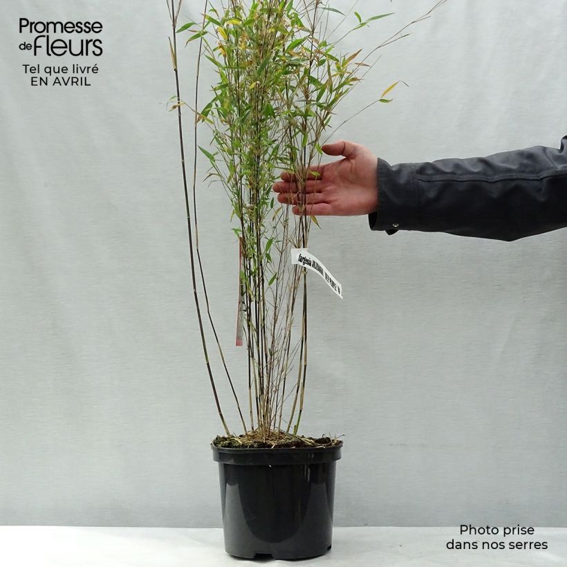 Example of Fargesia Jiuzhaigou Deep Purple - Rode bamboe Pot van 4 l/5 l as you get in printemps
