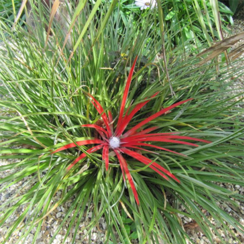 Fascicularia bicolor - Tuinbromelia (Plant habit)