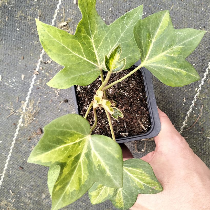 Fatshedera lizei Annemieke - Lierre arborescent bont (Blad)