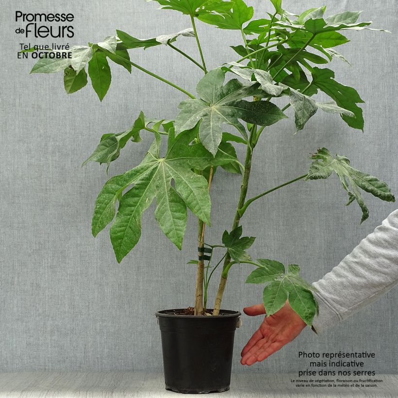 Exemplaar van Fatsia japonica - Vingerplant Pot van 4 l/5 l zoals geleverd in de herfst