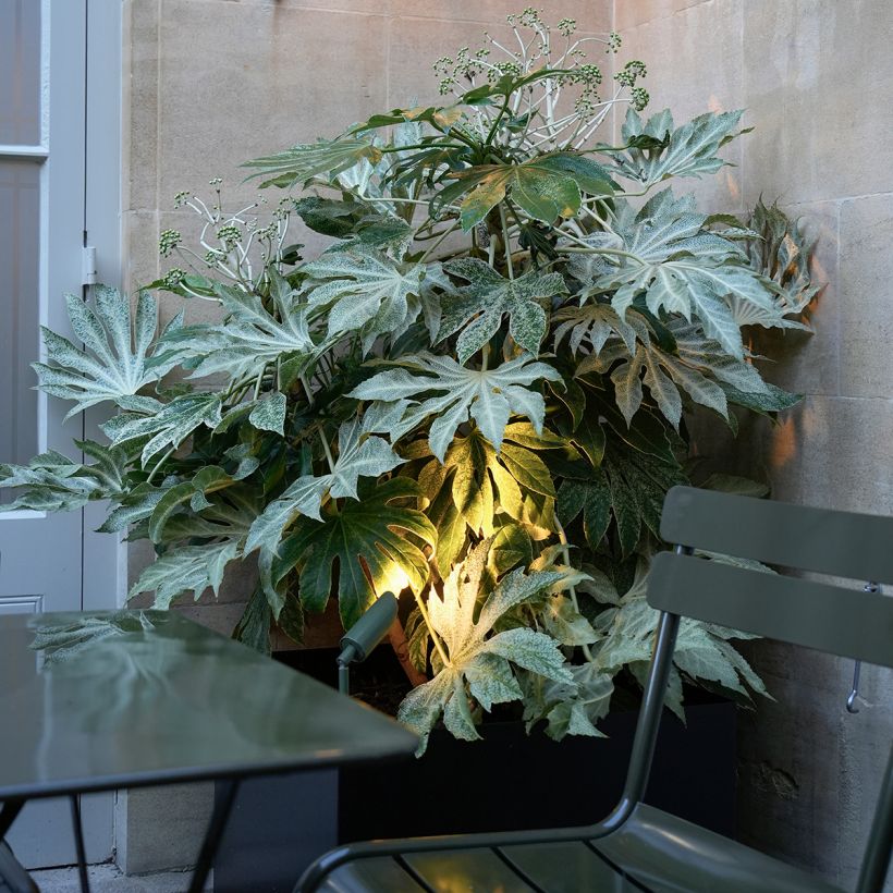 Fatsia japonica Spiders Web - Vingerplant (Groeiplaats)