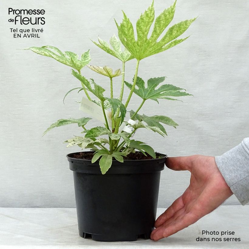 Exemplaar van Fatsia japonica Spiders Web - Vingerplant Pot van 2 l/3 l zoals geleverd in de lente