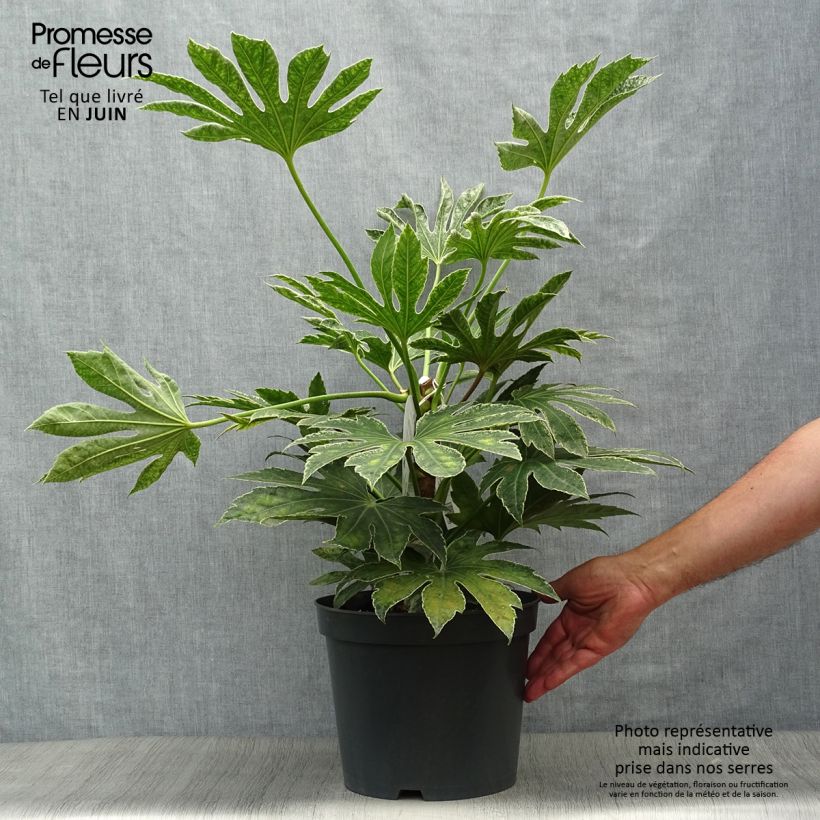 Exemplaar van Fatsia japonica Spiders Web - Vingerplant Pot van 6 l/7 l zoals geleverd in de zomer