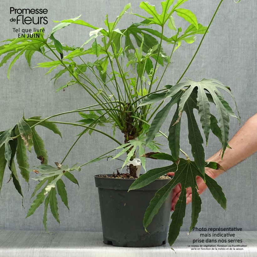 Exemplaar van Fatsia polycarpa Green Fingers - Fatsia de Taiwan Pot van 6 l/7 l zoals geleverd in de zomer