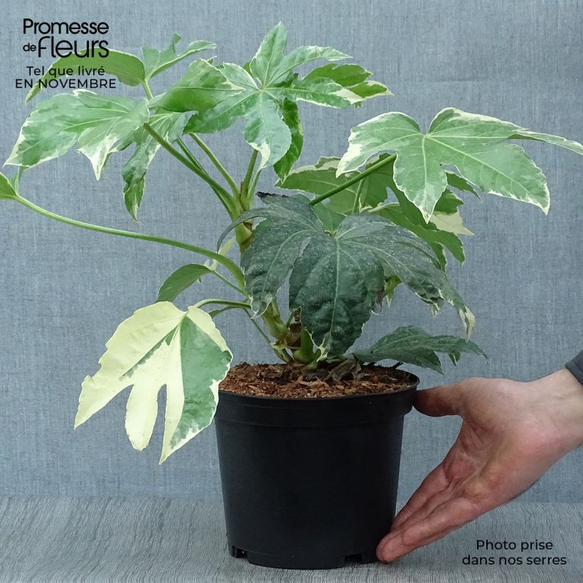 Exemplaar van Fatsia japonica Variegata - Vingerplant Pot van 3 l/4 l zoals geleverd in de herfst