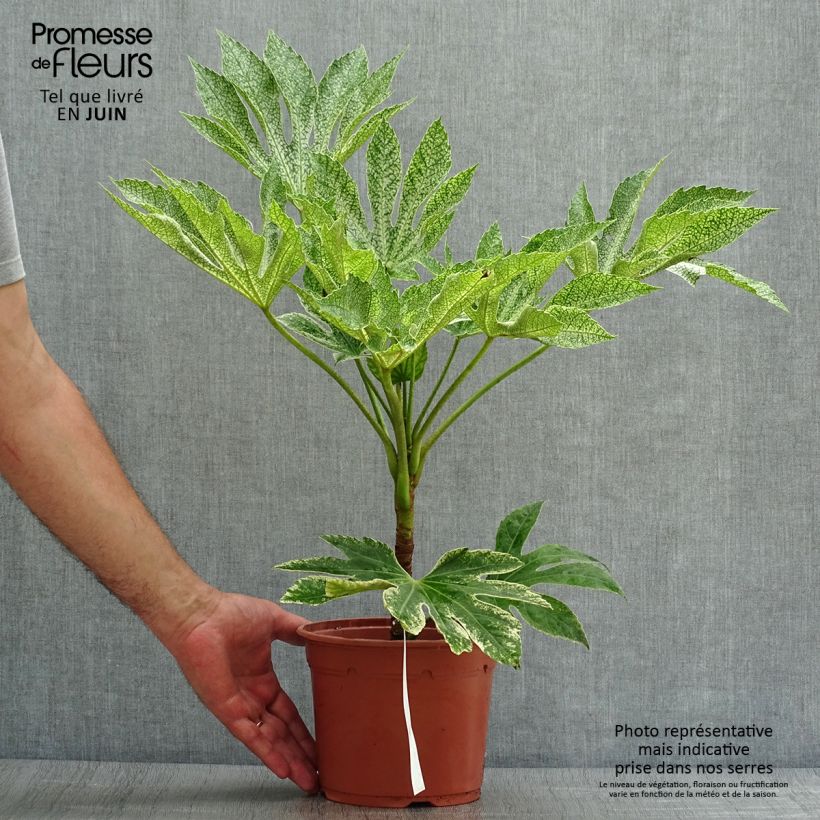 Exemplaar van Fatsia japonica Variegata - Vingerplant Pot van 3 l/4 l zoals geleverd in de zomer