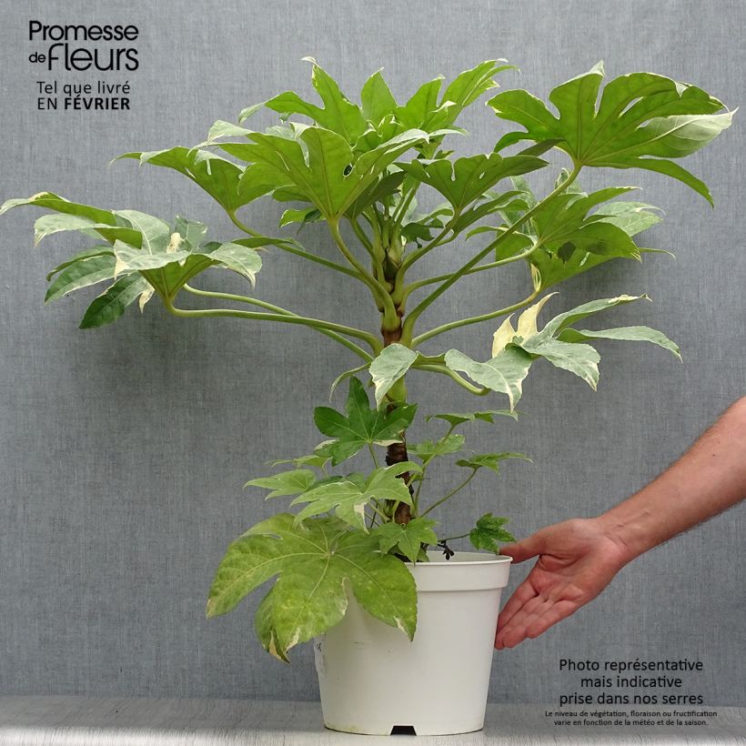 Exemplaar van Fatsia japonica Variegata - Vingerplant Pot van 6 l/7 l zoals geleverd in de herfst