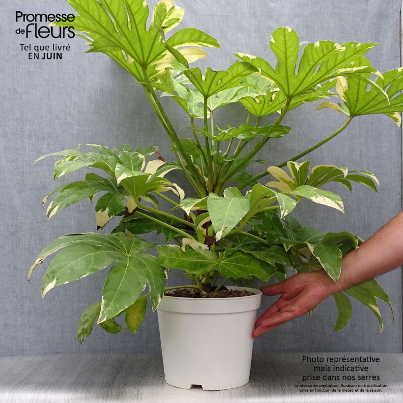 Exemplaar van Fatsia japonica Variegata - Vingerplant Pot van 6 l/7 l zoals geleverd in de zomer