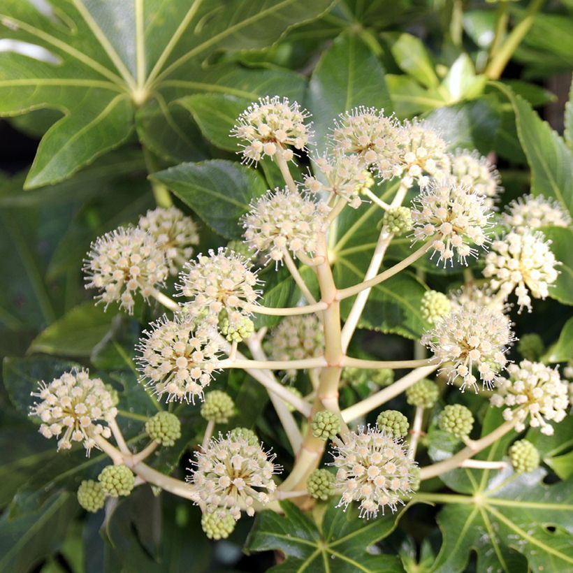 Fatsia japonica - Vingerplant (Bloei)