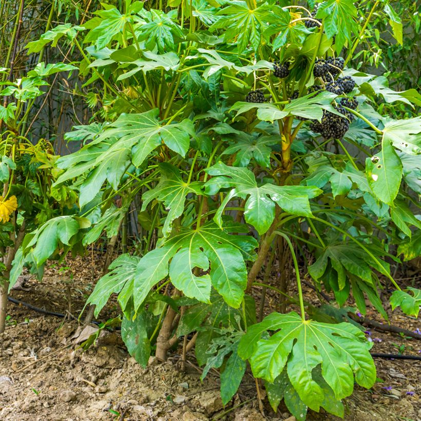Fatsia japonica - Vingerplant (Groeiplaats)