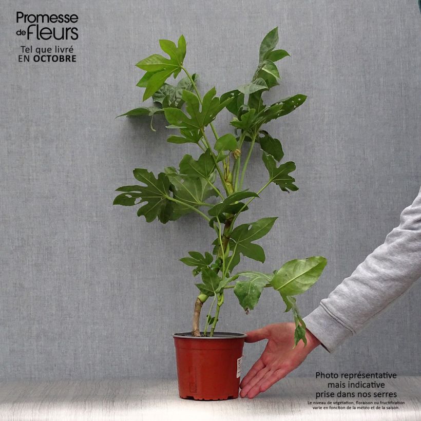 Exemplaar van Fatsia japonica - Vingerplant Pot van 2 l/3 l zoals geleverd in de herfst