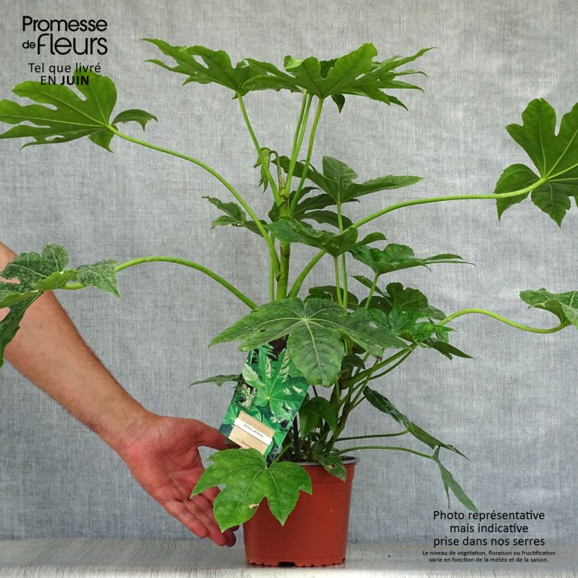 Exemplaar van Fatsia japonica - Vingerplant Pot van 2 l/3 l zoals geleverd in de zomer