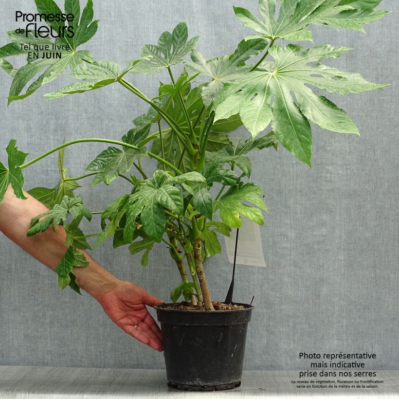 Exemplaar van Fatsia japonica - Vingerplant Pot van 4 l/5 l zoals geleverd in de zomer