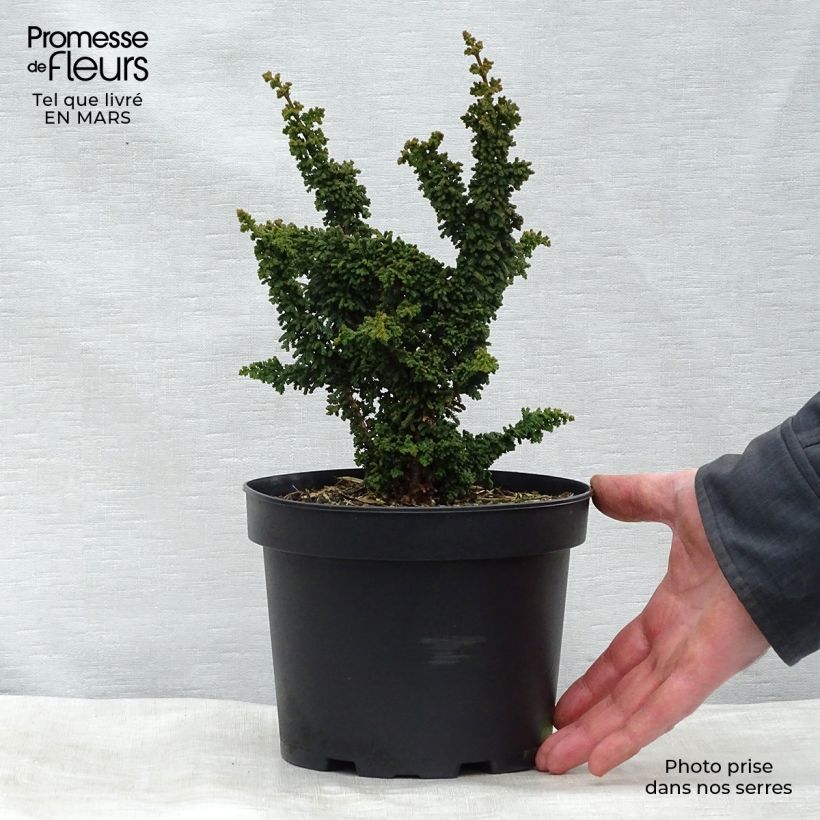 Exemplaar van Chamaecyparis obtusa Chirimen - Hinoki cipres Pot van 2 l/3 l zoals geleverd in de lente