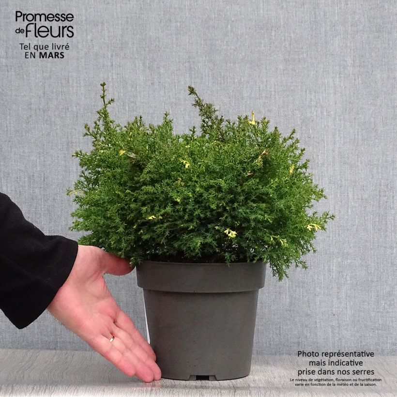 Exemplaar van Chamaecyparis obtusa Saffron Spray - Hinoki cipres Pot van 2 l/3 l zoals geleverd in de lente