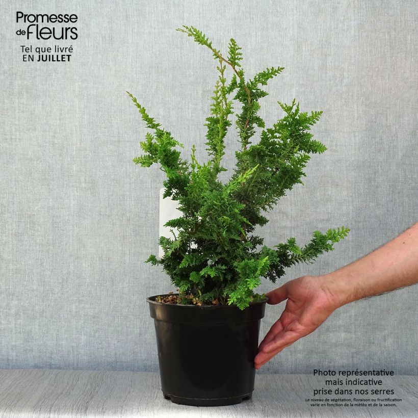 Exemplaar van Chamaecyparis obtusa Teddy Bear - Hinoki cipres Pot van 4 l/5 l zoals geleverd in de zomer