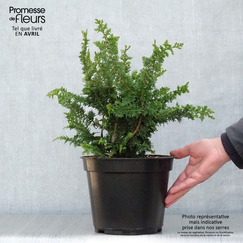 Exemplaar van Chamaecyparis obtusa Teddy Bear - Hinoki cipres Pot van 4 l/5 l zoals geleverd in de lente