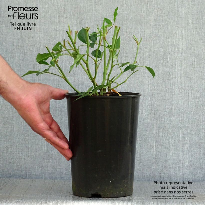 Exemplaar van Rosa Iceberg - Trosroos Pot van 4 l/5 l zoals geleverd in de zomer
