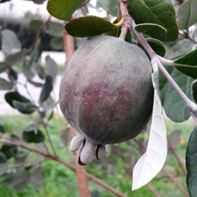 Ananasguave Apollo (Oogst)