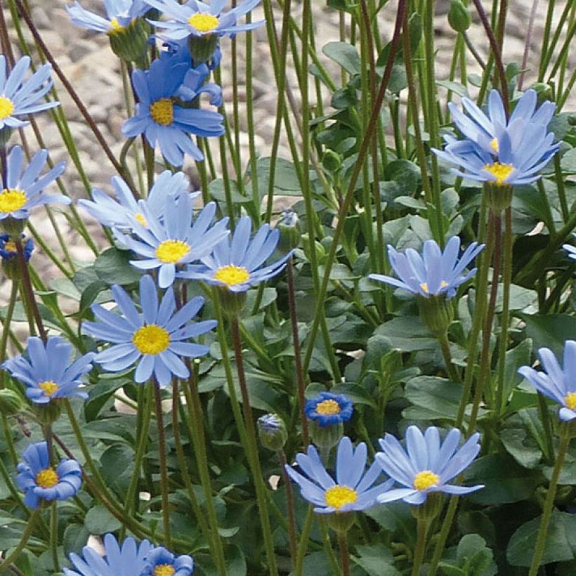 Felicia amelloides Forever Blue - Blauwe margriet (Bloei)