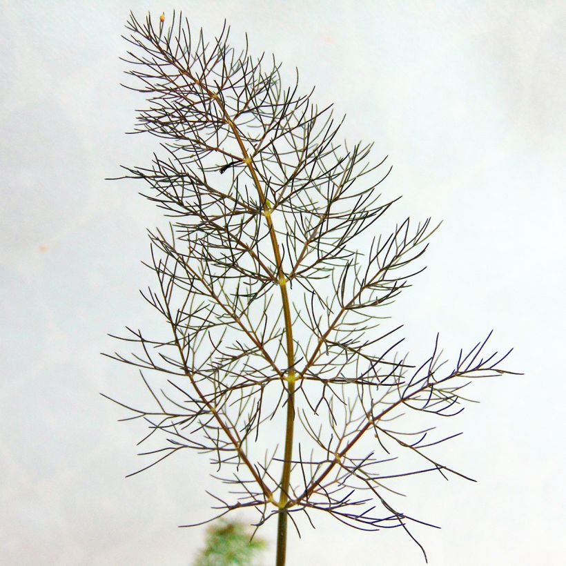 Foeniculum vulgare Giant Bronze - Venkel (Blad)