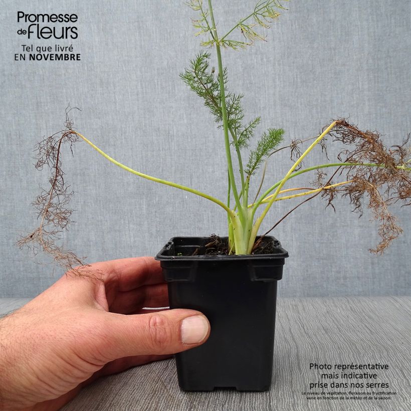 Exemplaar van Foeniculum vulgare Giant Bronze - Venkel Kweekpotje van 7/8 cm zoals geleverd in de herfst