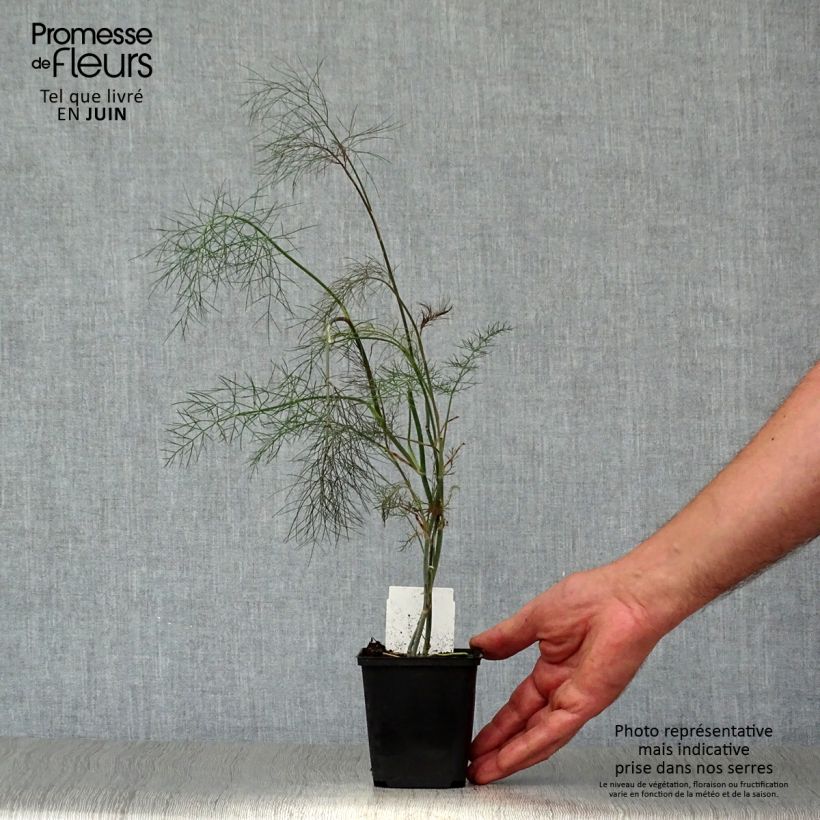 Exemplaar van Foeniculum vulgare Giant Bronze - Venkel Kweekpotje van 7/8 cm zoals geleverd in de zomer